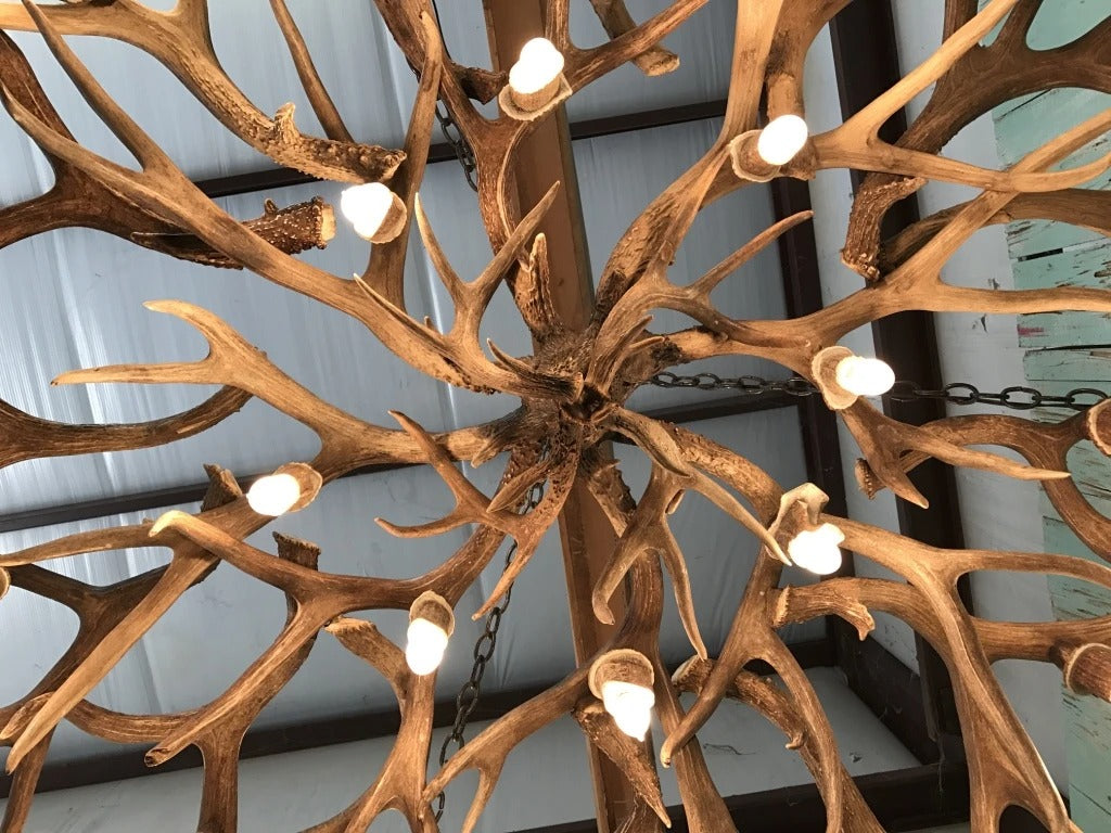 16 Light Mule Deer/ White Tail Mother In-Law Antler Chandelier (AWC-46)