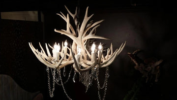 8 Light Mule Deer Antler Chandelier (Sun Bleached Finish) (AWC-4SB)