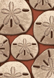 American Dakota Coastal Rugs Ocean Treasure - Coral